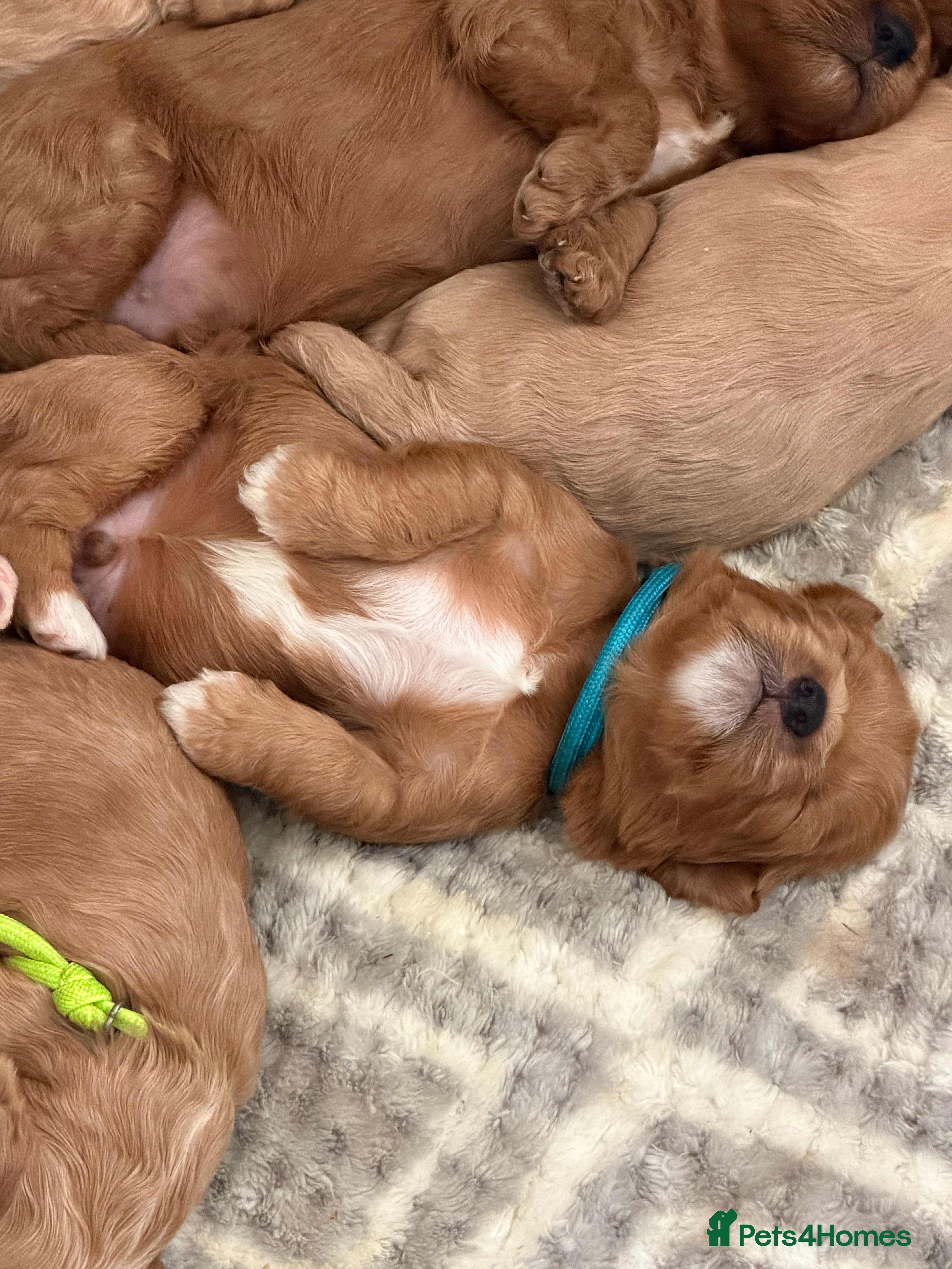 Cavapoochon dogs 🌟 Stunning Cavapoochon Puppies 🌟 - Advert 2
