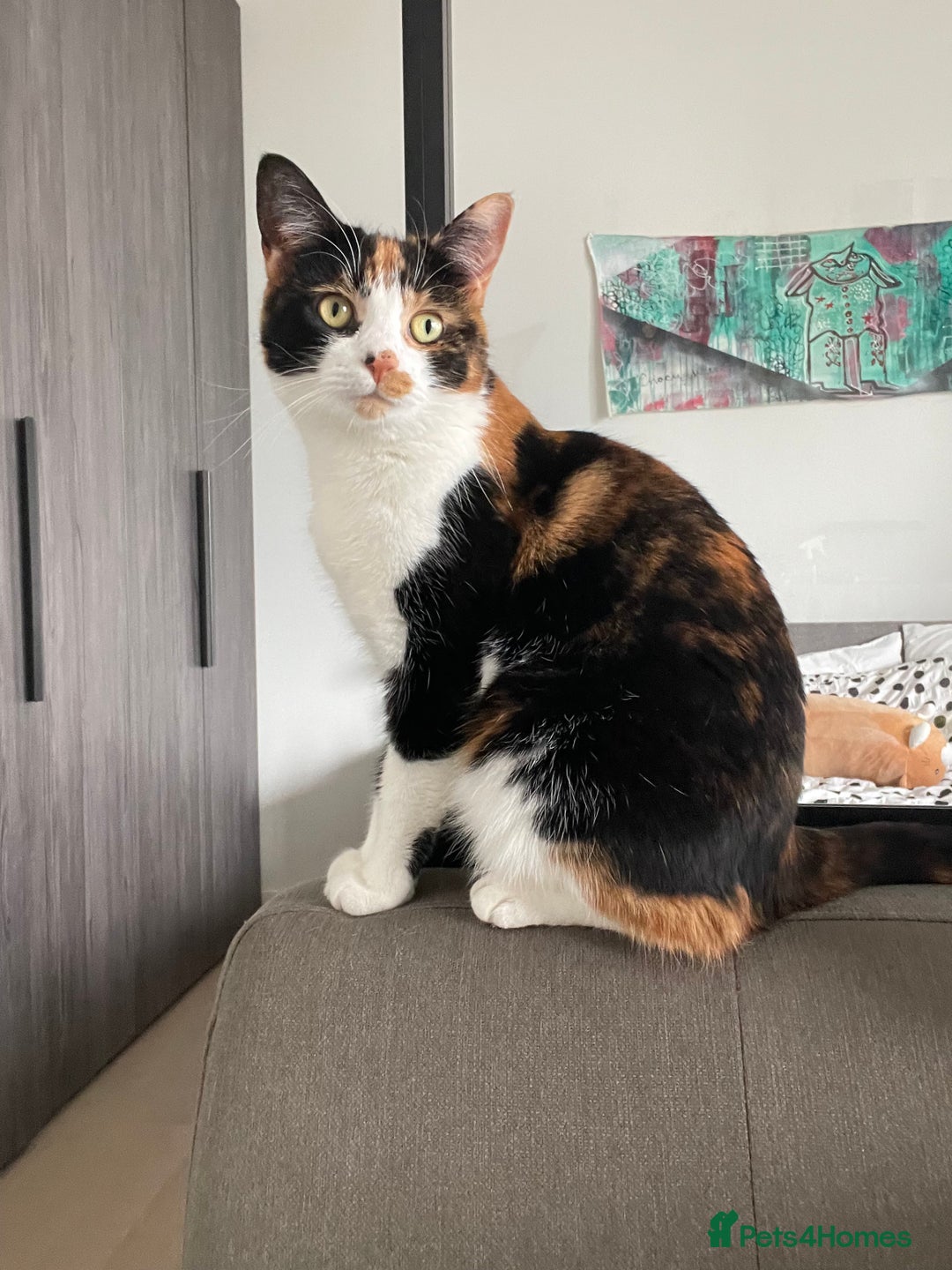 Domestic Shorthair cats for sale: FIONA NEEDS A NEW HOME ASAP - Advert 7