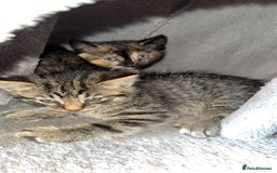 Bengal cats for sale: Kitten and mother for sale - Image 6