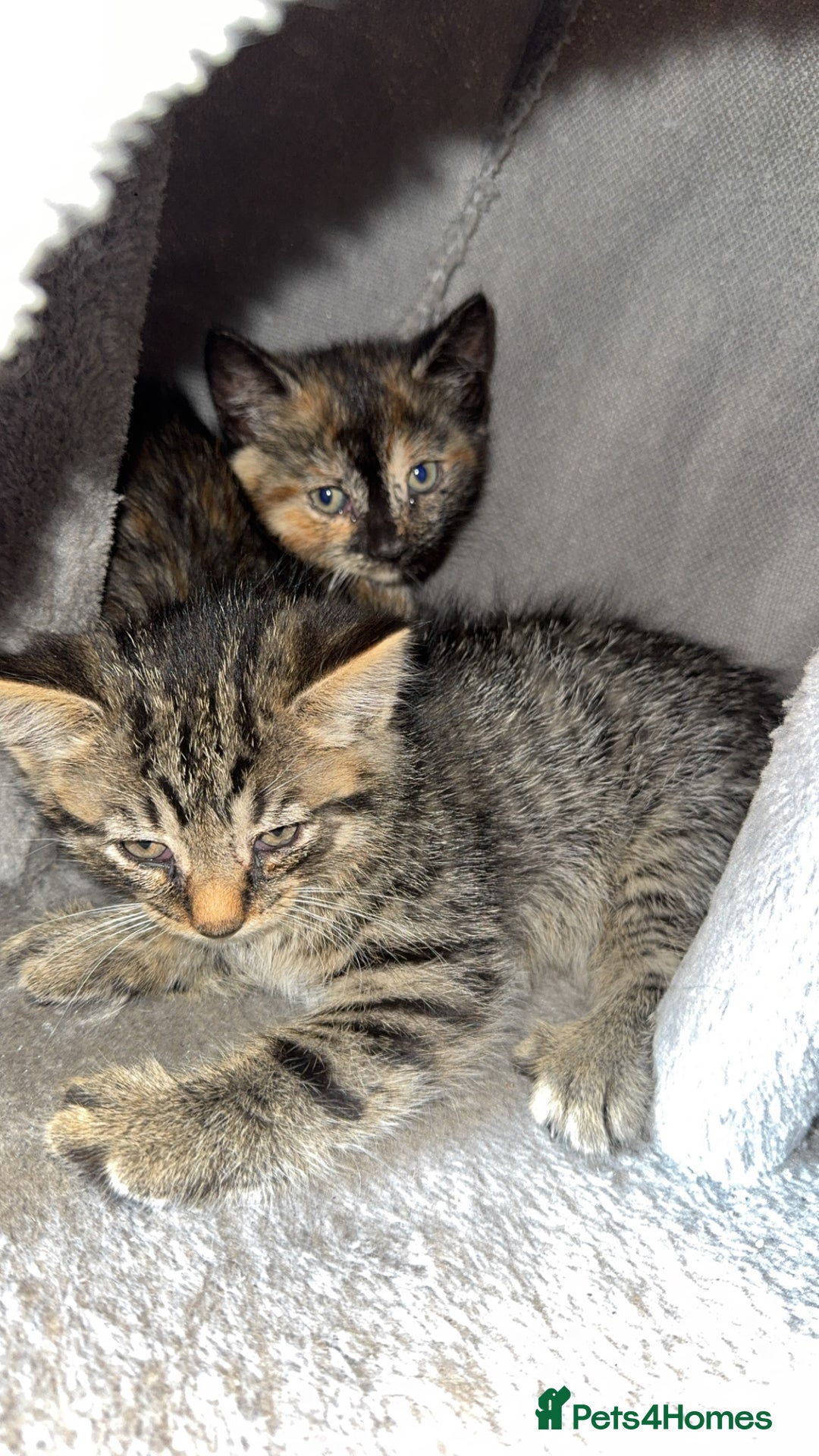 Bengal cats for sale: Kitten and mother for sale - Image 6