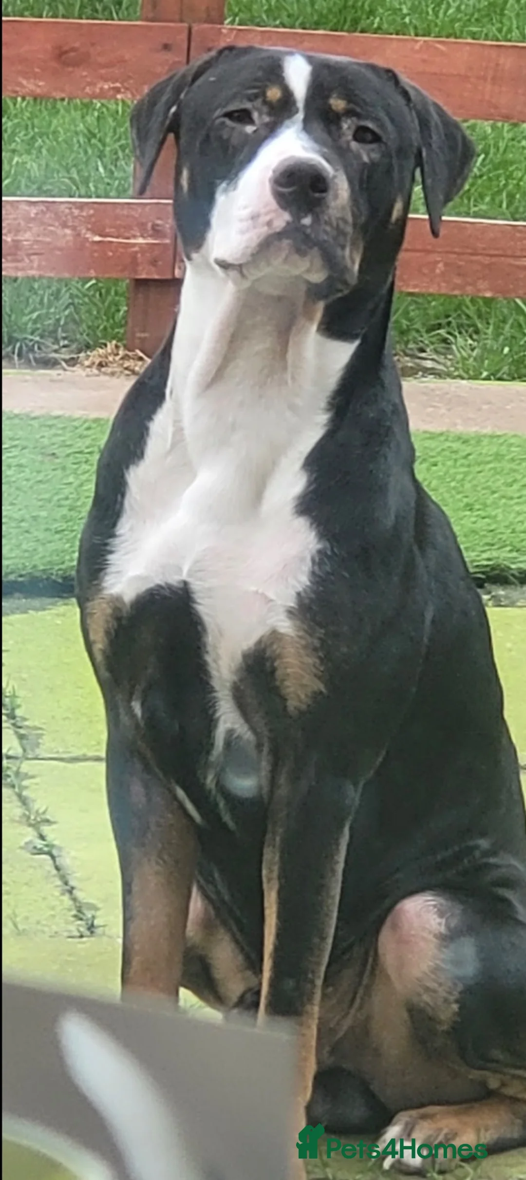 Staffordshire Bull Terrier dogs for sale: Staffy cross  - Advert 2