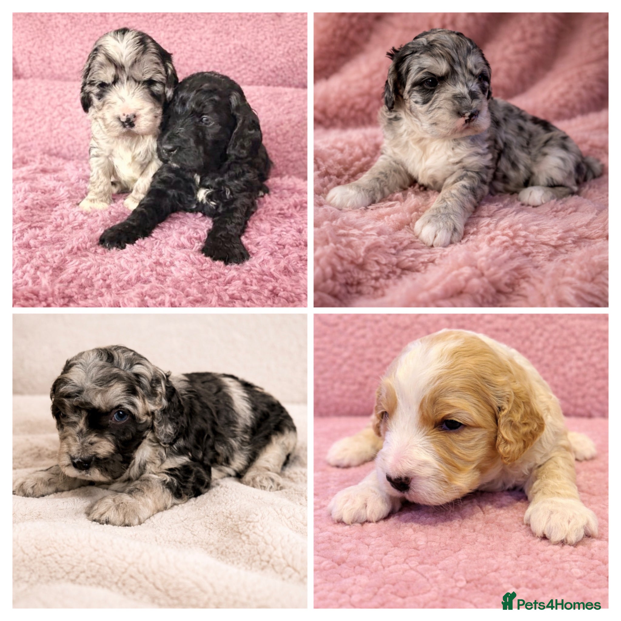 Australian Labradoodle dogs AUSTRALIAN LABRADOODLE  - Advert 2