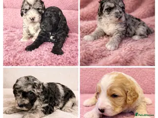 Australian Labradoodle dogs AUSTRALIAN LABRADOODLE - Advert 2