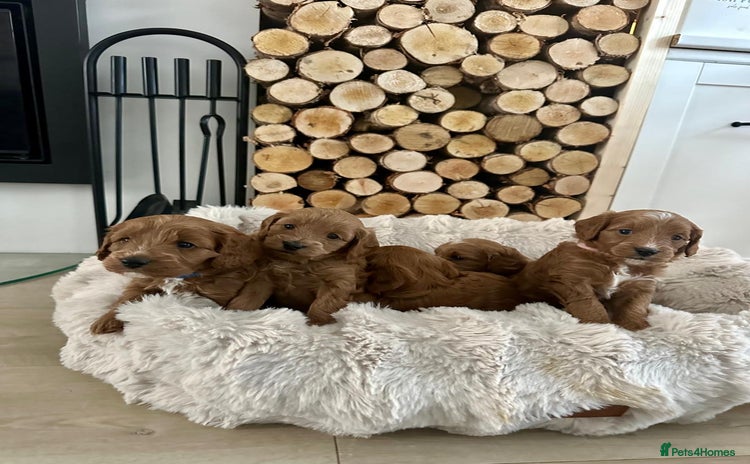 Cavapoo dogs - Advert 5