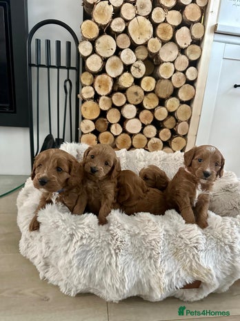 Cavapoo dogs - Advert 2