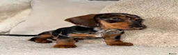 Dachshund dogs for sale: Standard wire haired dachshund  - Advert 11