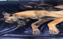 Mixed Breed dogs for sale: Belgian malinois X german shepherd  - Image 3