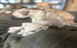 Whippet dogs for sale: KC Whippet puppies - Image 2