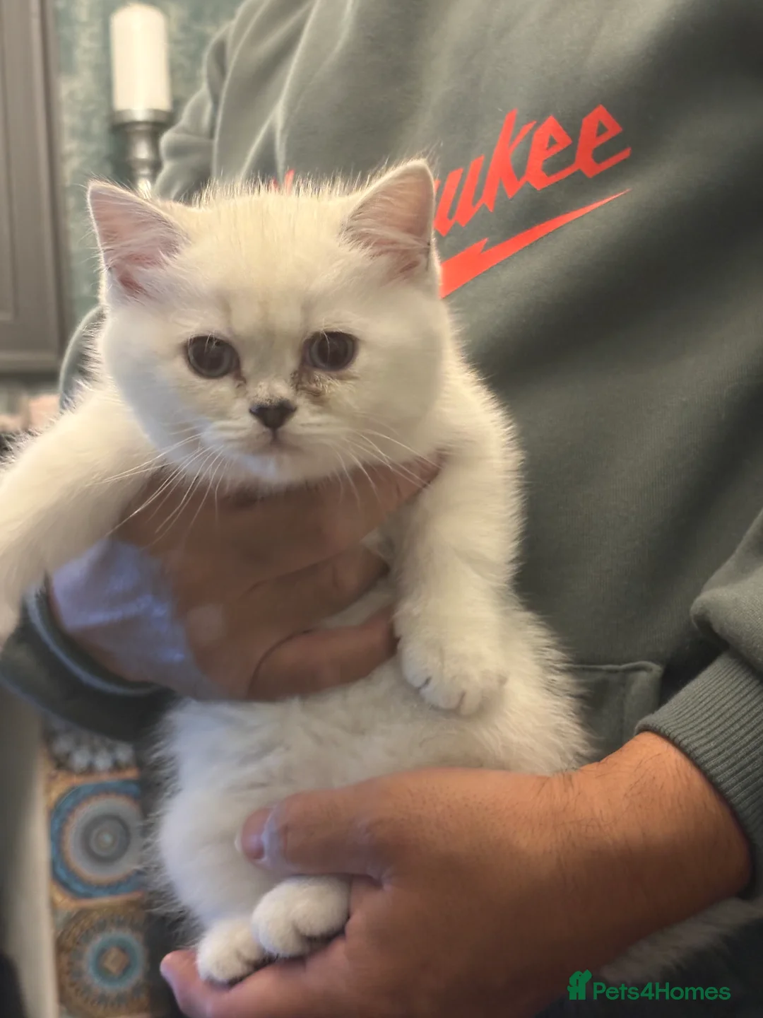 British Shorthair cats for sale: Exquisite super friendly litter of BSH  - Advert 5