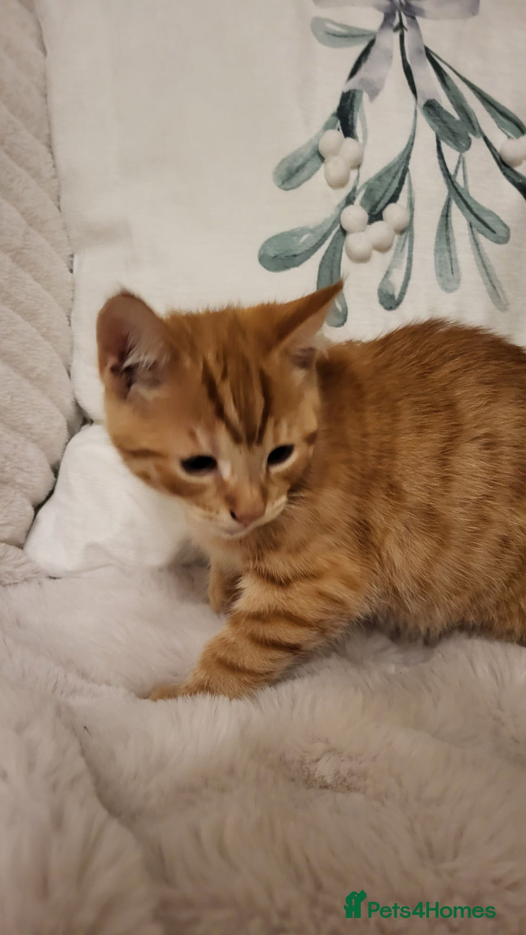 Mixed Breed cats for sale: Kittens READY NOW - Advert 11