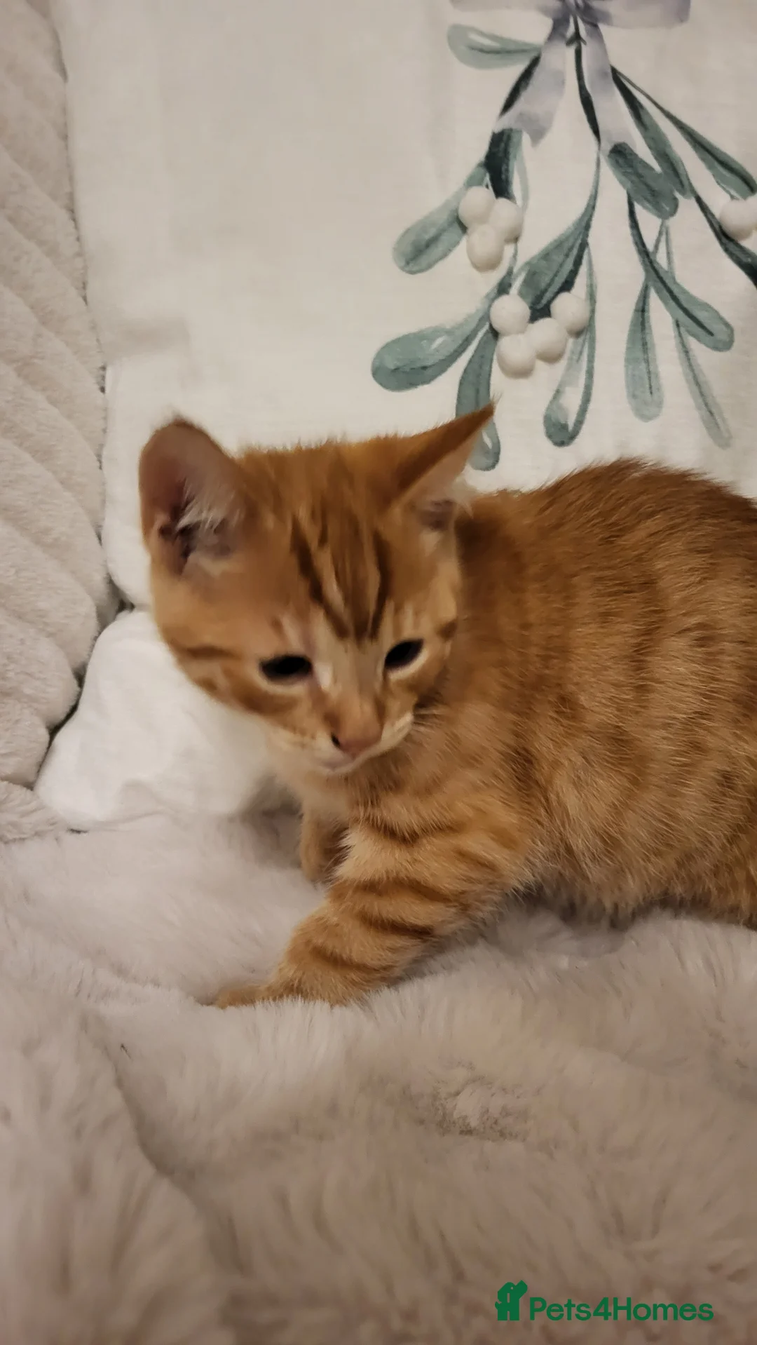 Mixed Breed cats for sale: Kittens READY NOW - Advert 11