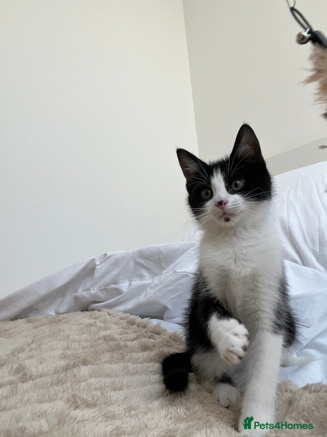 Mixed Breed cats for sale: Lovely 12 week old boy kitten  - Advert 2