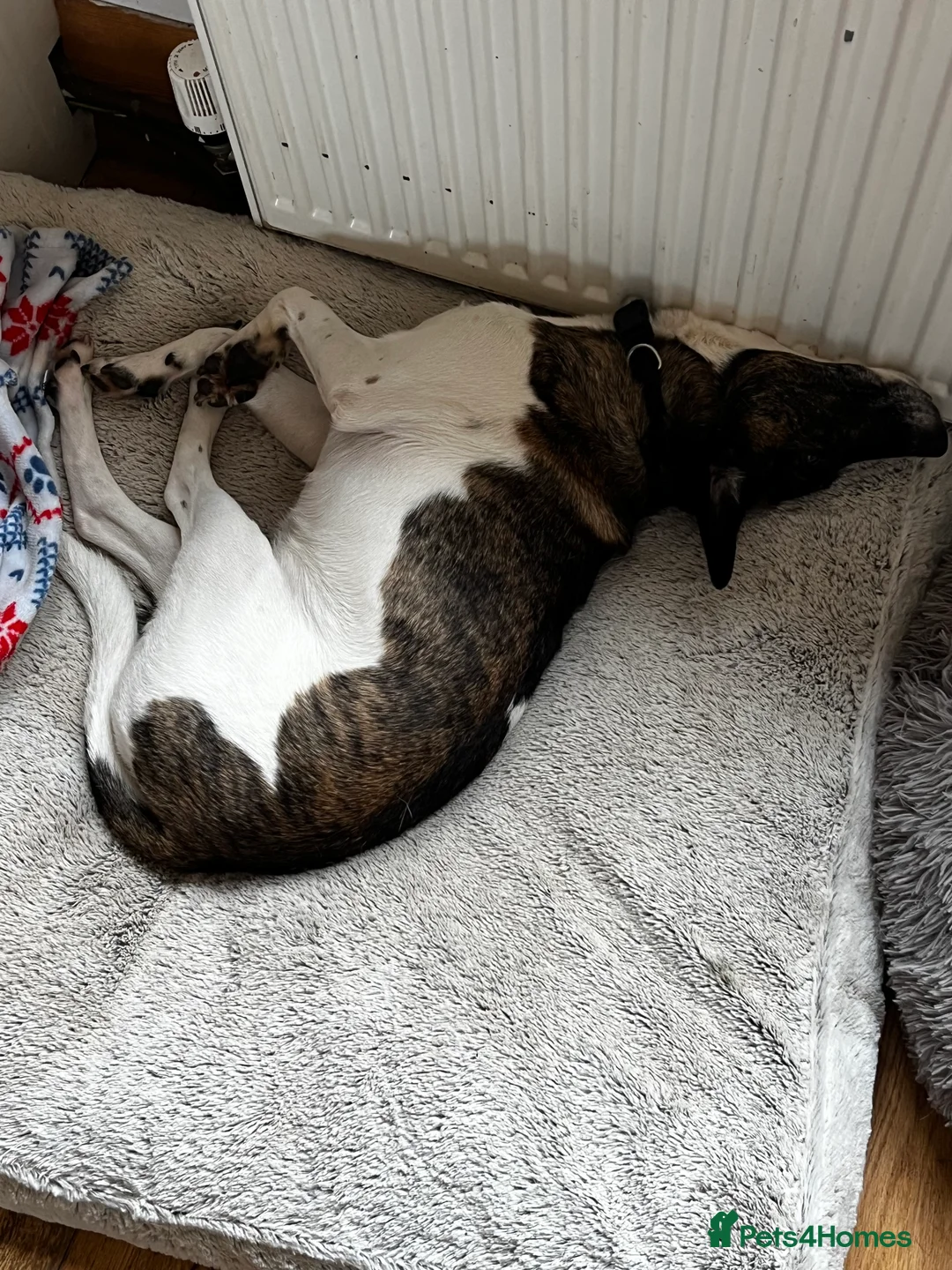 Mixed Breed dogs for sale: Pip/pippers - Advert 4