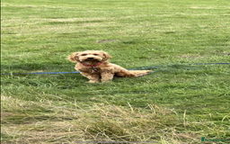 Goldendoodle dogs for sale: Last puppy reduced message for more information  in Middlesbrough - Image 3