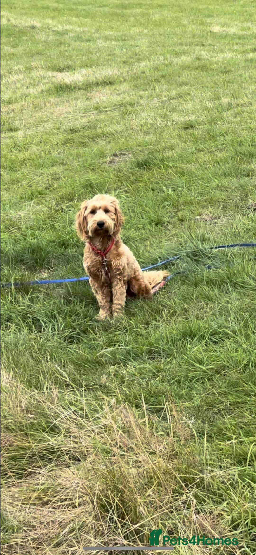 Goldendoodle dogs for sale: Last puppy reduced message for more information  in Middlesbrough - Image 3
