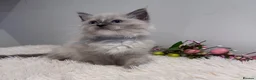 Ragdoll cats for sale: Beautiful TICA registered Ragdoll kittens  - Advert 3
