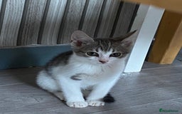 Mixed Breed cats for sale: 4 kittens  - Image 1