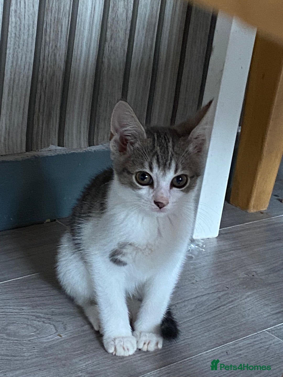 Mixed Breed cats for sale: 4 kittens  - Image 1