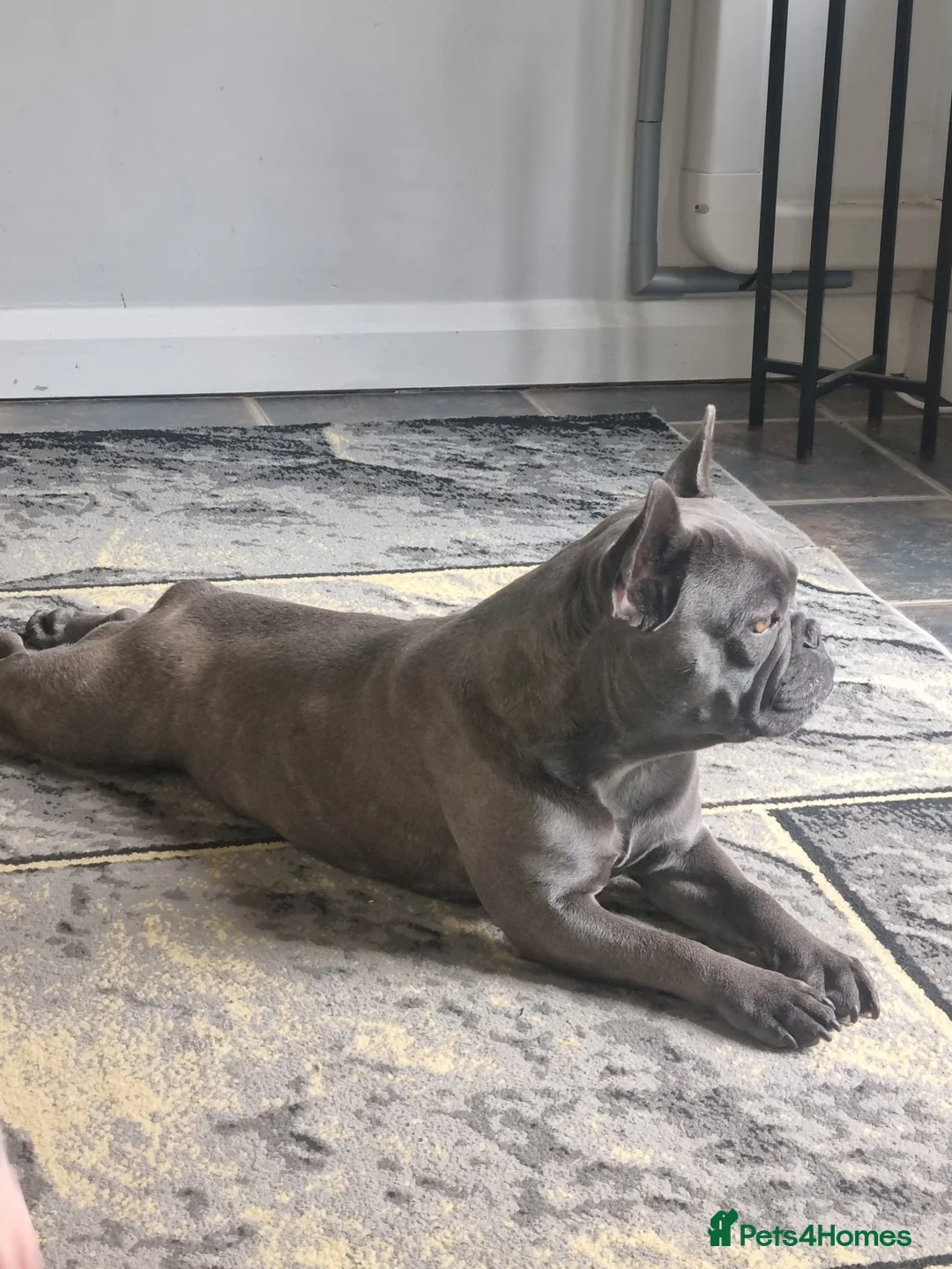 French Bulldog dogs for sale: French bulldog  - Advert 3