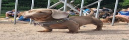 Miniature Dachshund dogs for stud: **RogueRoyales Hennessy** PRA Clear Isabella & Tan in Wolverhampton - Advert 4