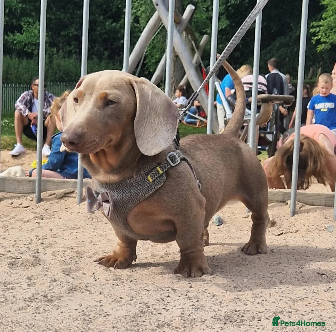 Miniature Dachshund dogs for stud: **RogueRoyales Hennessy** PRA Clear Isabella & Tan in Wolverhampton - Advert 4