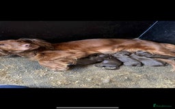 Cocker Spaniel dogs for sale: KC Cocker Spaniel pups  - Image 10
