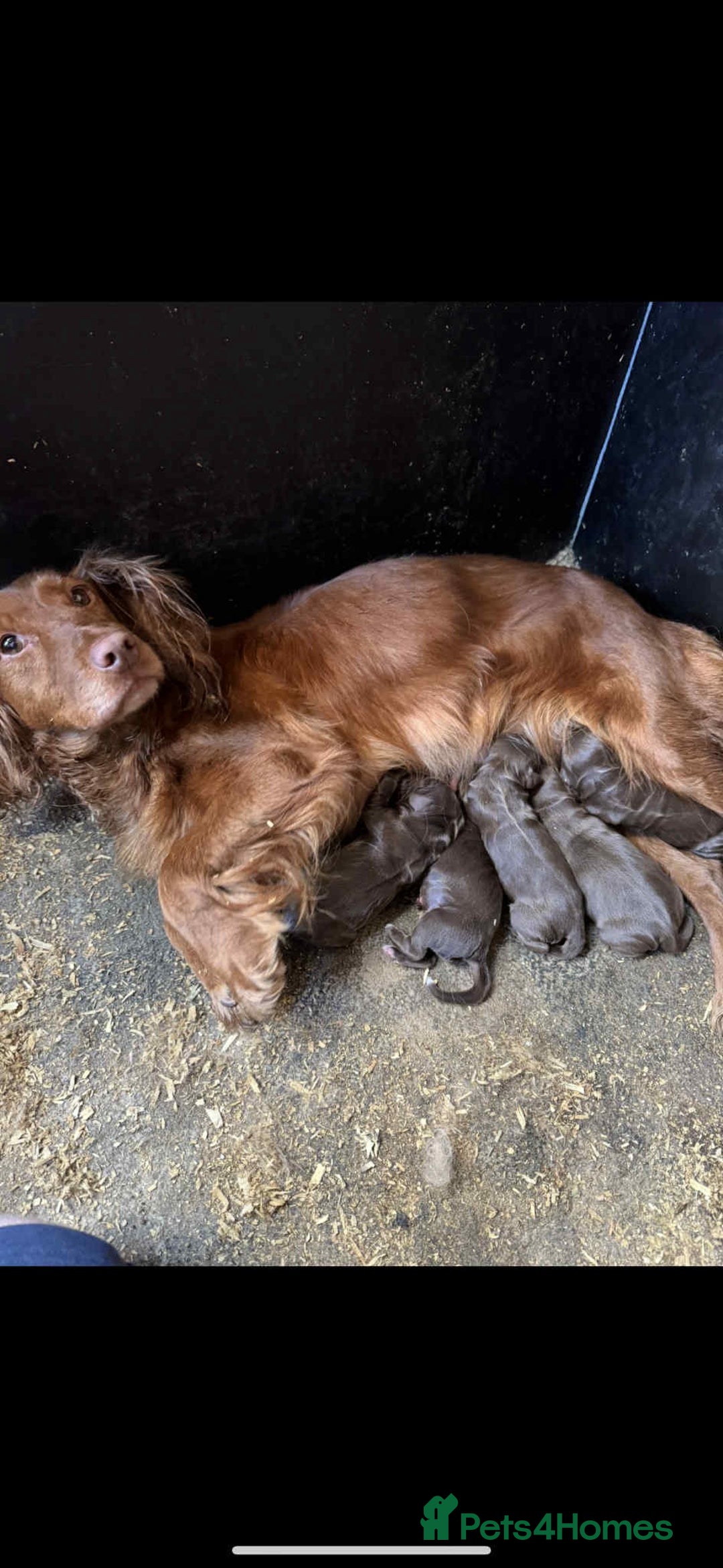 Cocker Spaniel dogs for sale: KC Cocker Spaniel pups  - Image 10
