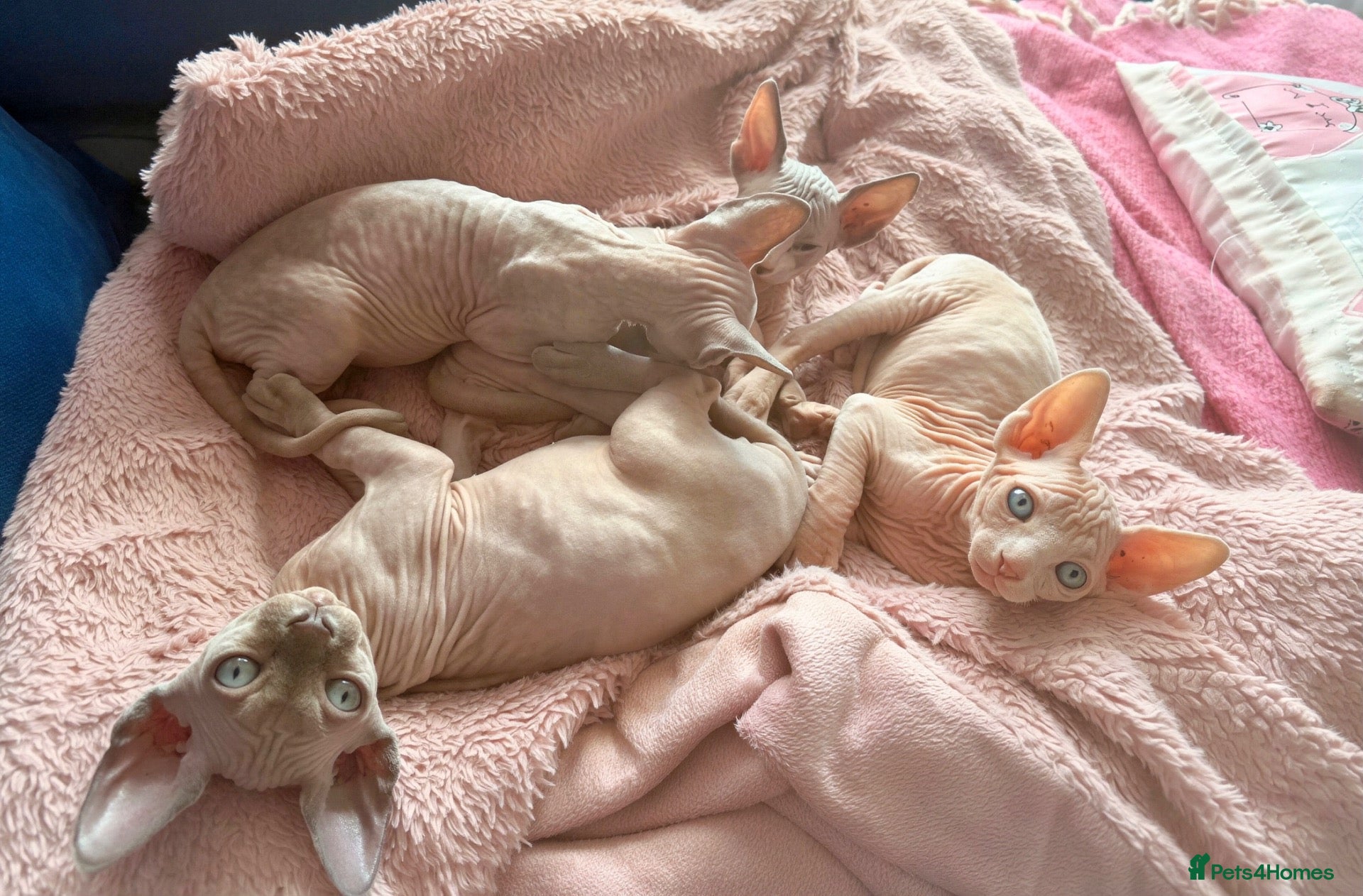 Sphynx cats Beautiful Sphynx kittens- ready soon !!  - Advert 10