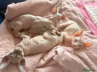 Sphynx cats Beautiful Sphynx kittens- ready soon !! - Advert 10