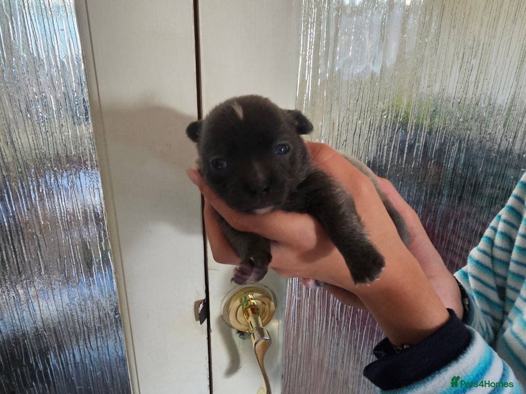 Chihuahua dogs for sale: 4 baby boy chiuaua  - Image 3