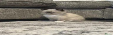 Ragdoll Kitten 5