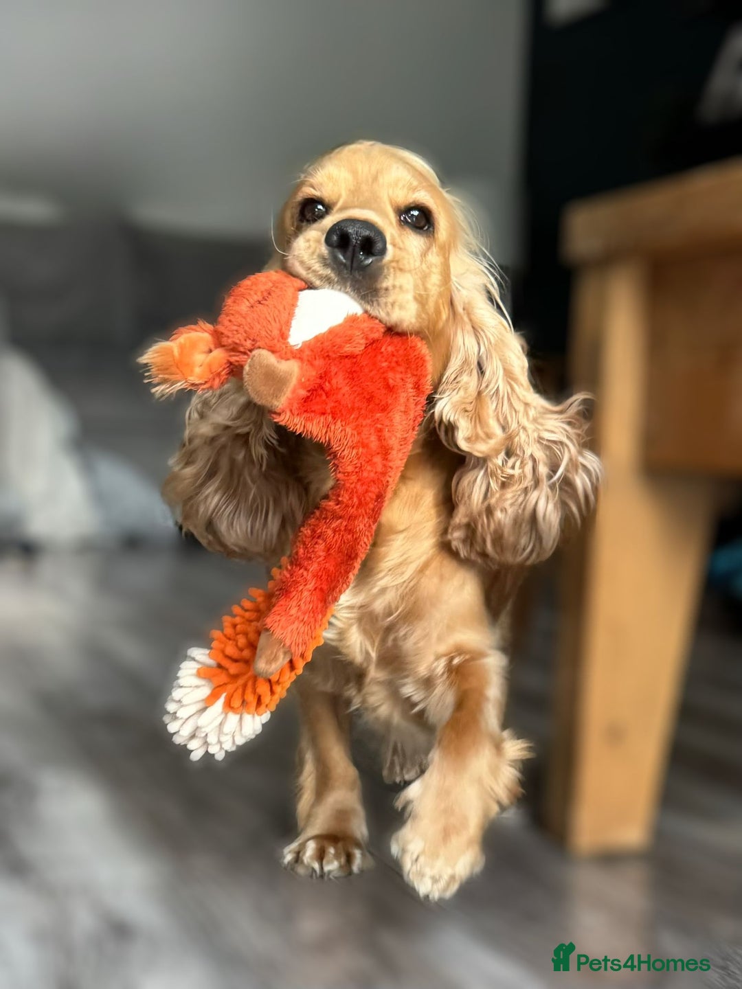 Cocker Spaniel dogs for sale: Lovely 3 year old Golden Cocker Spaniel  - Image 10
