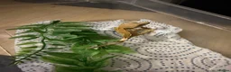 Gecko reptiles for sale: 7 crested geckos baby’s  in Birkenhead - Advert 1