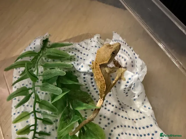 Gecko reptiles for sale: 7 crested geckos baby’s - Advert 1