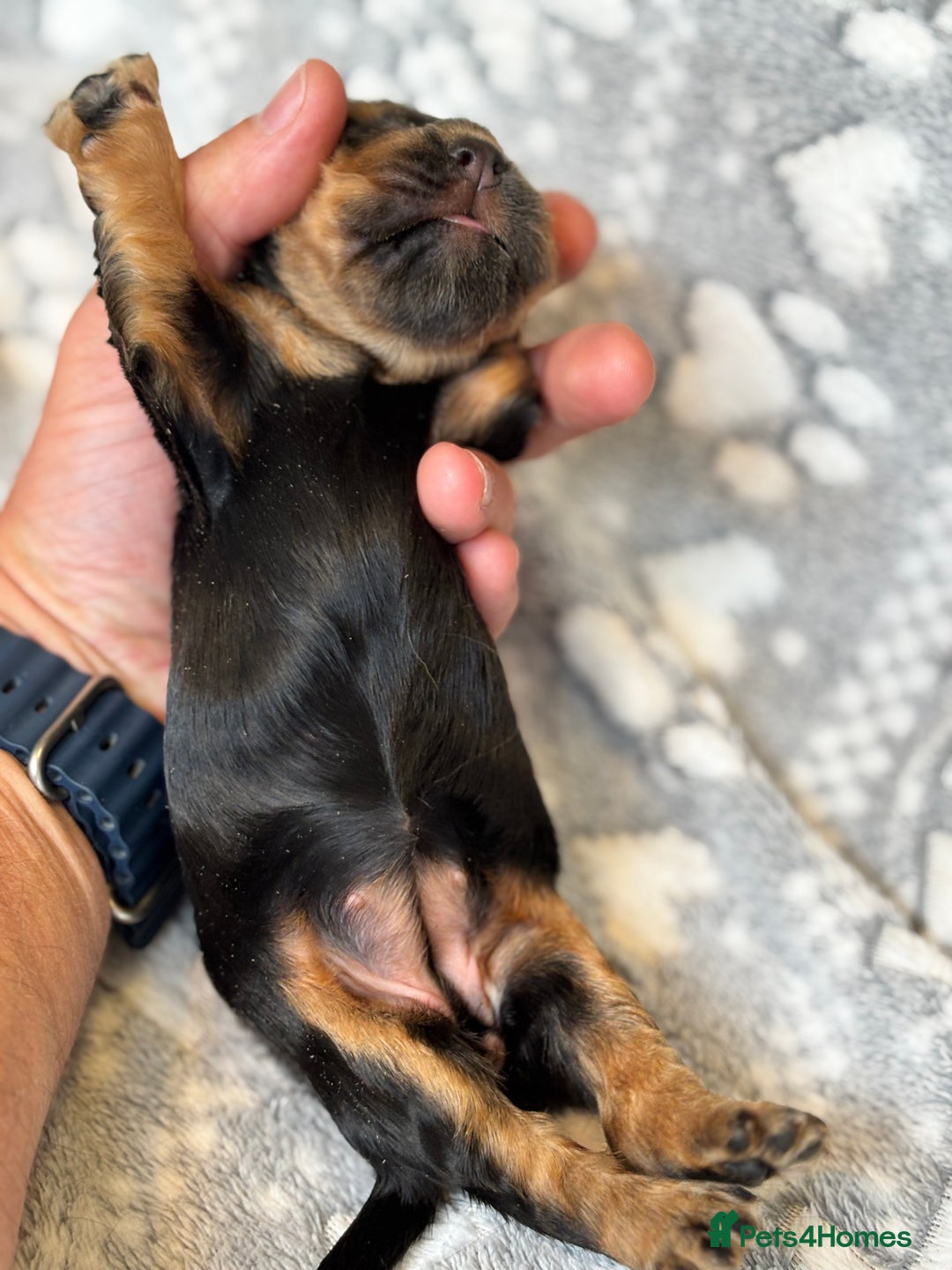 Cocker Spaniel dogs for sale: Champion bred KC health tested cockers  - Image 10