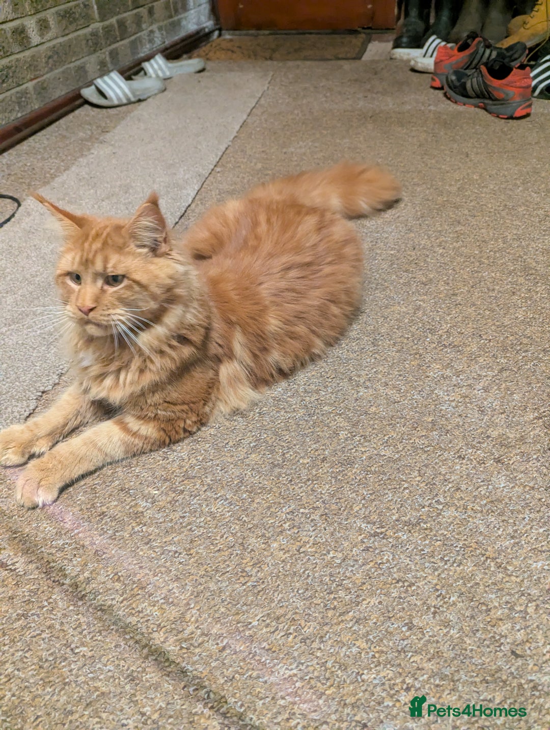 Maine Coon cats for sale: Maine coon  - Advert 6