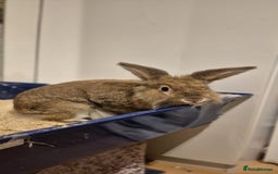 Lionhead rabbits for sale: Lion Head Male Rabbit  - Image 3