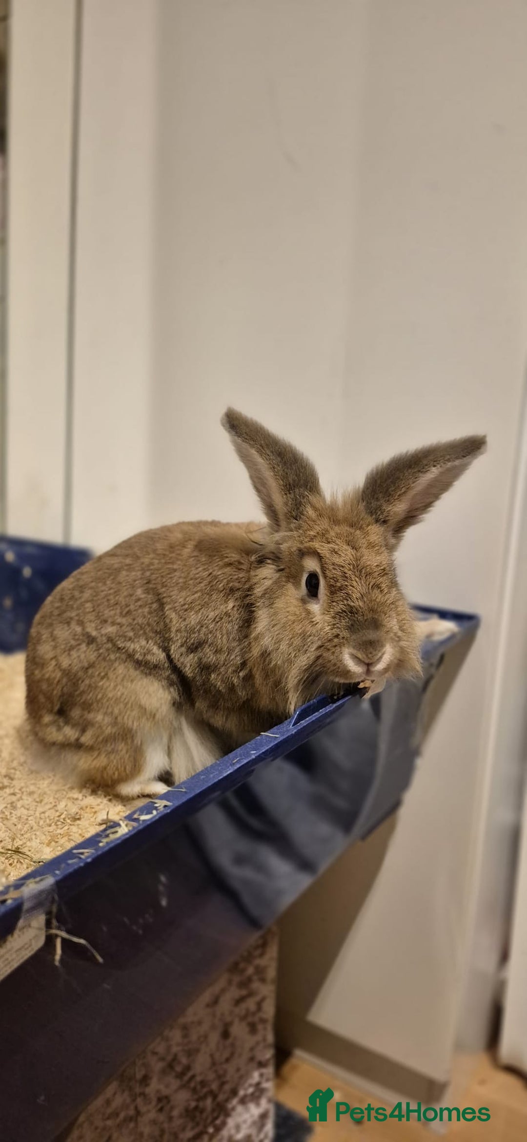 Lionhead rabbits for sale: Lion Head Male Rabbit  - Image 3
