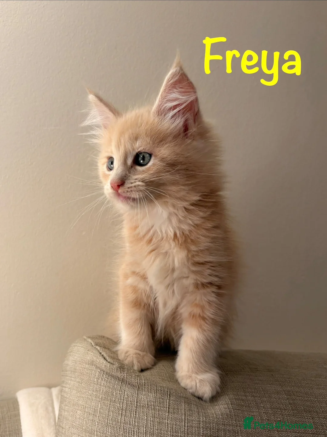 Maine Coon cats for sale: Beautiful Maine Coon Kittens-Ready Soon - Advert 2