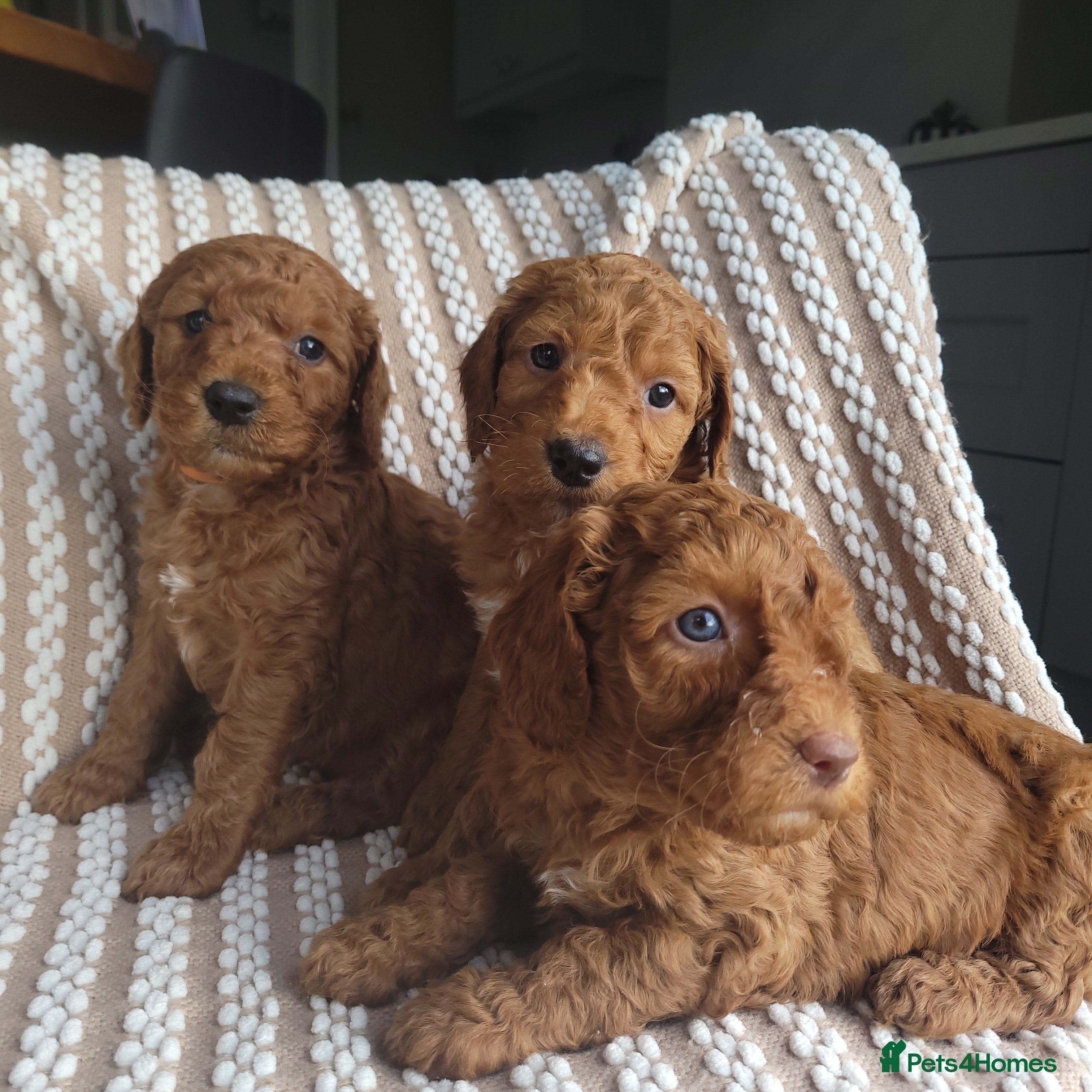 Cockapoo dogs Cockapoo puppies  - Advert 2