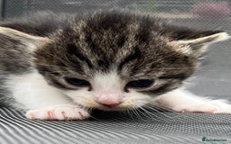 Mixed Breed cats for sale: Kittens - Image 3