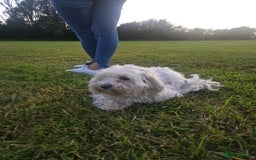 Maltipoo dogs for sale: Beautiful Maltipoo Girl Ready for Her Loving Home - Image 3