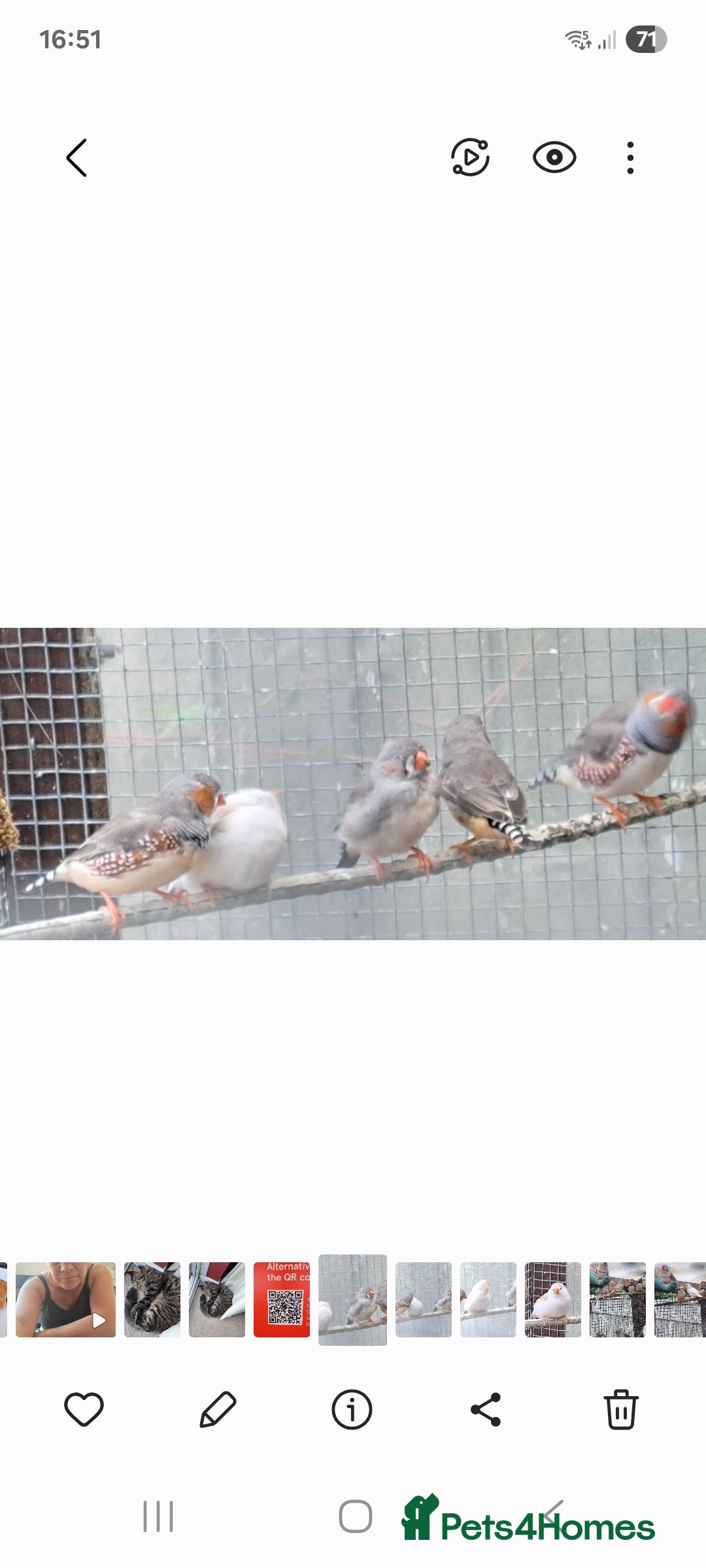Finches birds for sale: Zebra Finch - Image 2