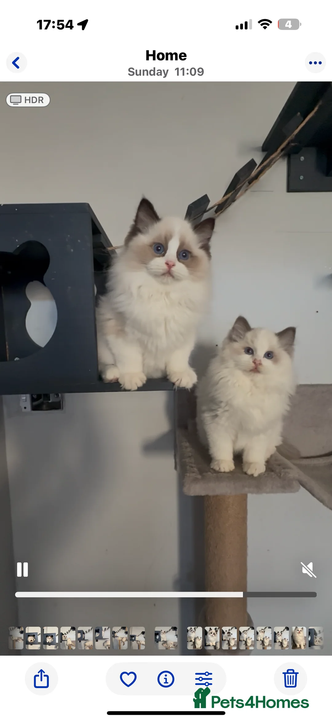 Ragdoll cats for sale: Ready Now  GCCF/TICA Purebred Reg Ragdoll Kittens - Advert 18