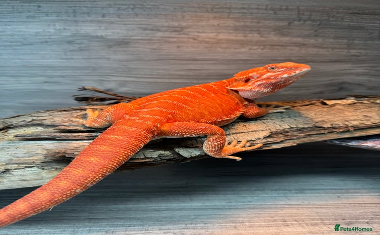 Bearded Dragon reptiles - Advert 1