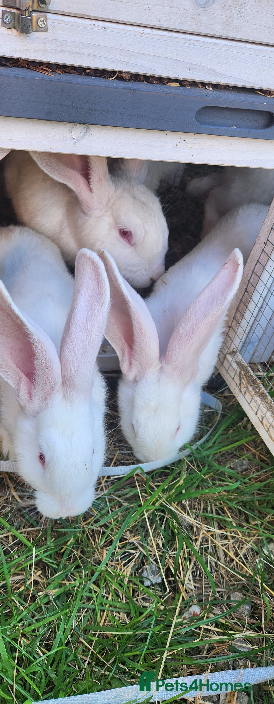 New Zealand rabbits for sale: New Zealand white rabbits For Sale  - Image 4