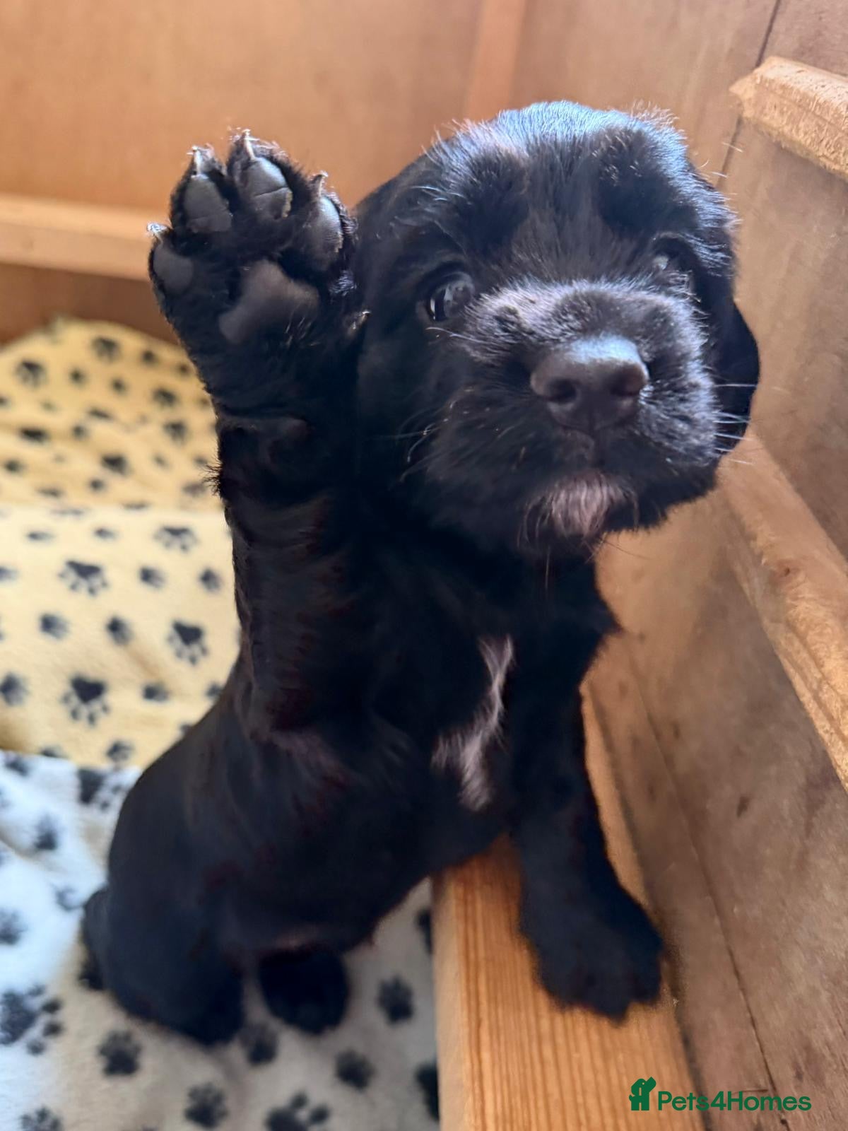Cocker Spaniel dogs Black Female Cocker Spaniel Puppy  - Advert 1