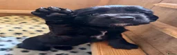 Cocker Spaniel dogs for sale: Black Female Cocker Spaniel Puppy  - Advert 1
