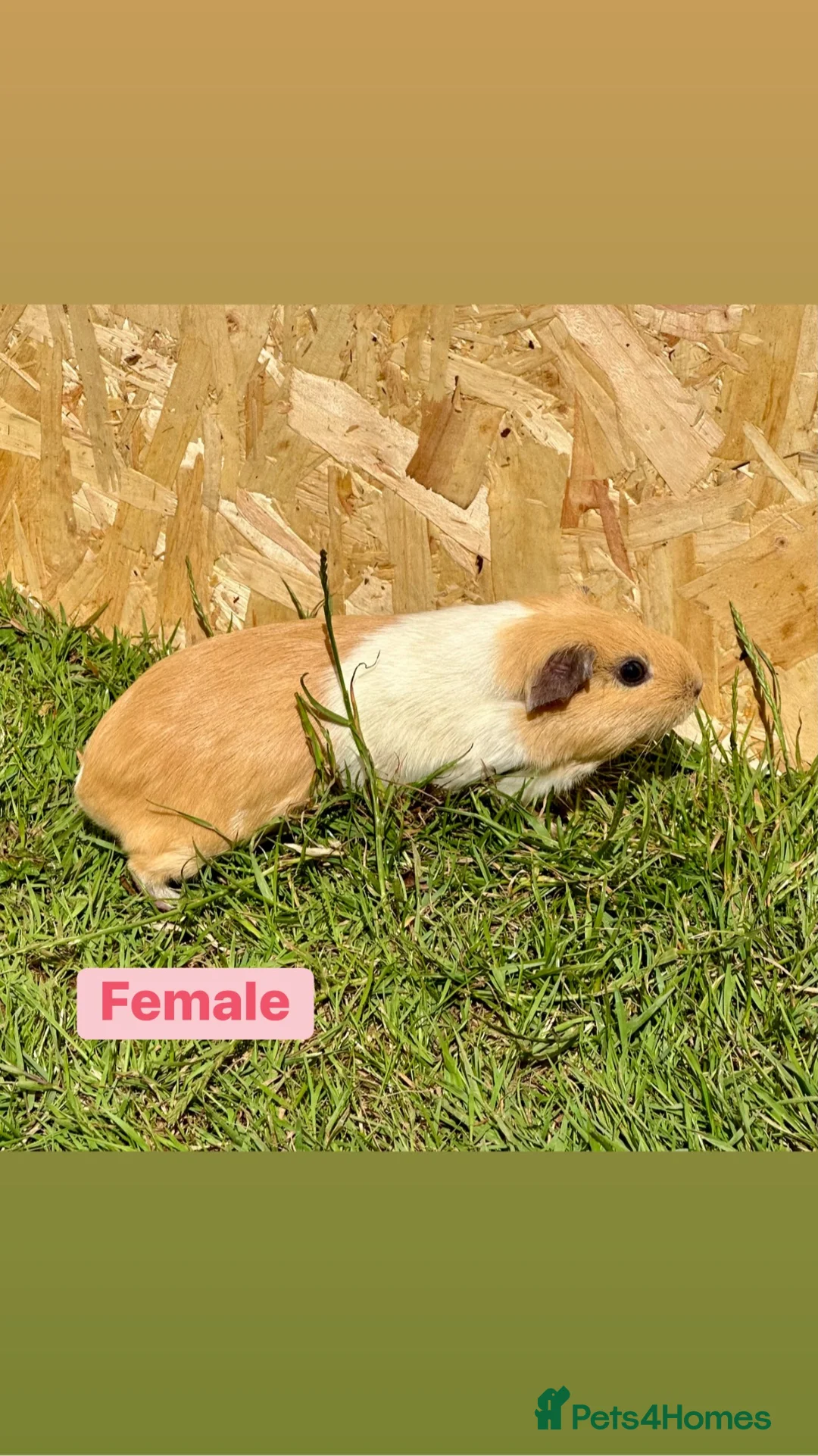 Guinea Pig rodents for sale: Female and male guinea pigs  - Advert 19