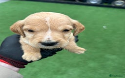 Mixed Breed dogs for sale: Here we have our last 3 pups of our litter  - Image 1